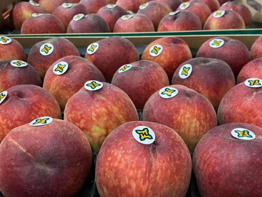 Healthy Fruit llega comercializar más de 7.000 Tm. de fruta en la pasada campaña 2020/2021