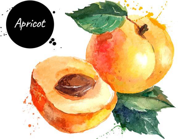 Apricot