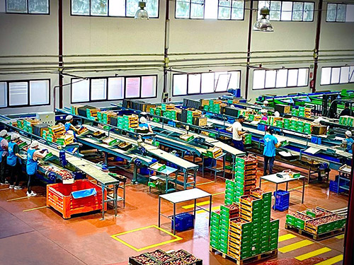 Interior central hortofrutícola 4 Interior central hortofrutícola 4